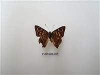 藏品(銀紋尾蜆蝶　北台灣亞種)的圖片